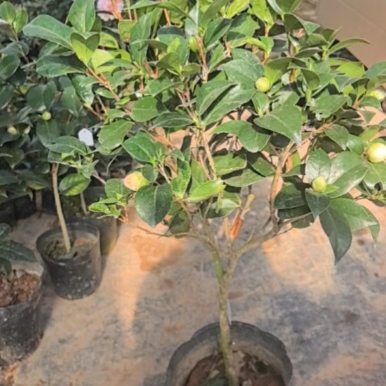 完全开放白喷特价