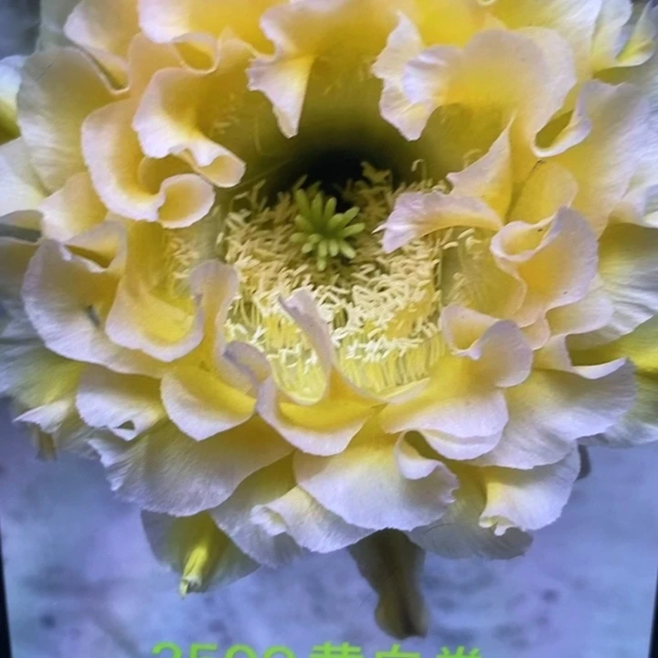香香新2509侧芽4公分左右