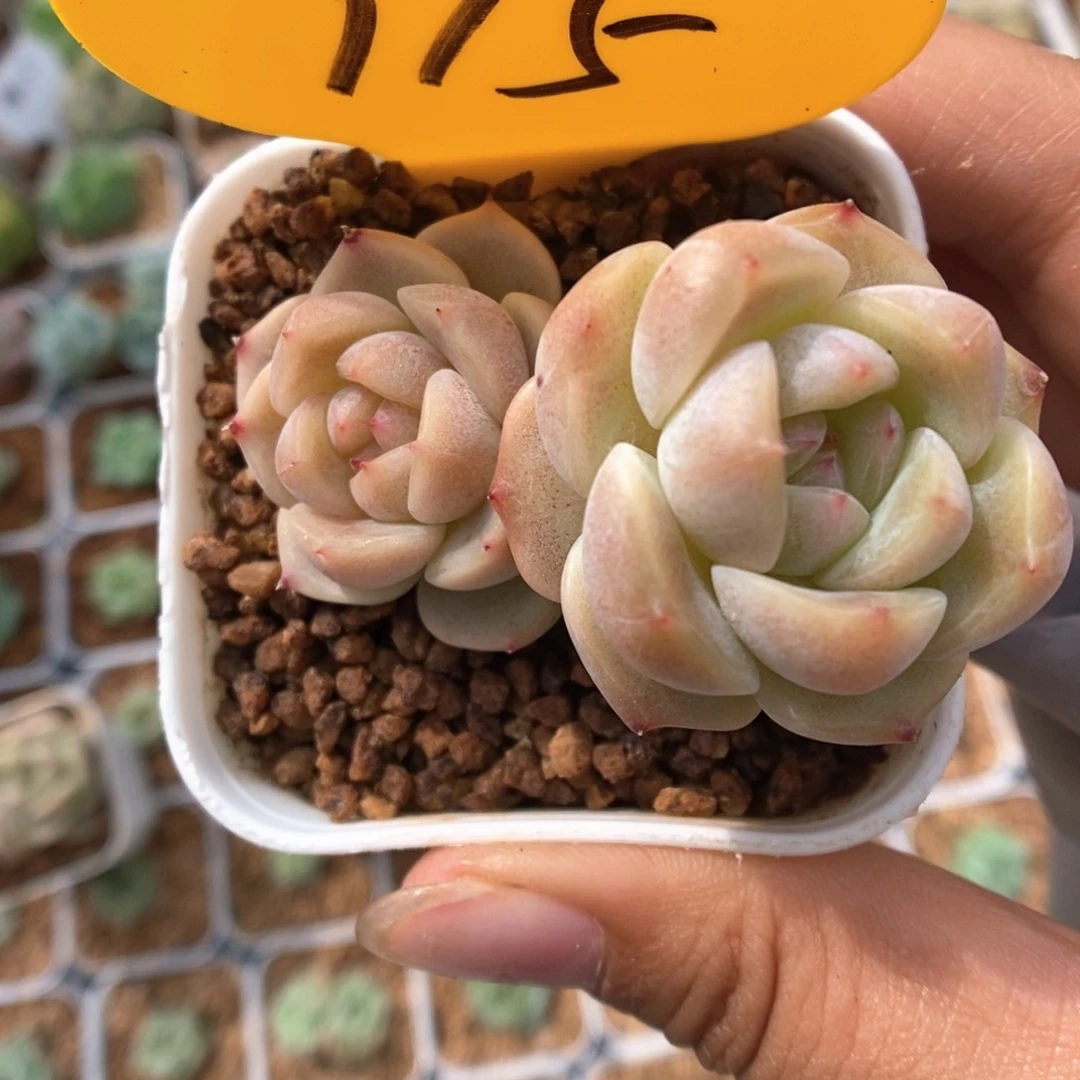 k***n甜心D可拍915号。