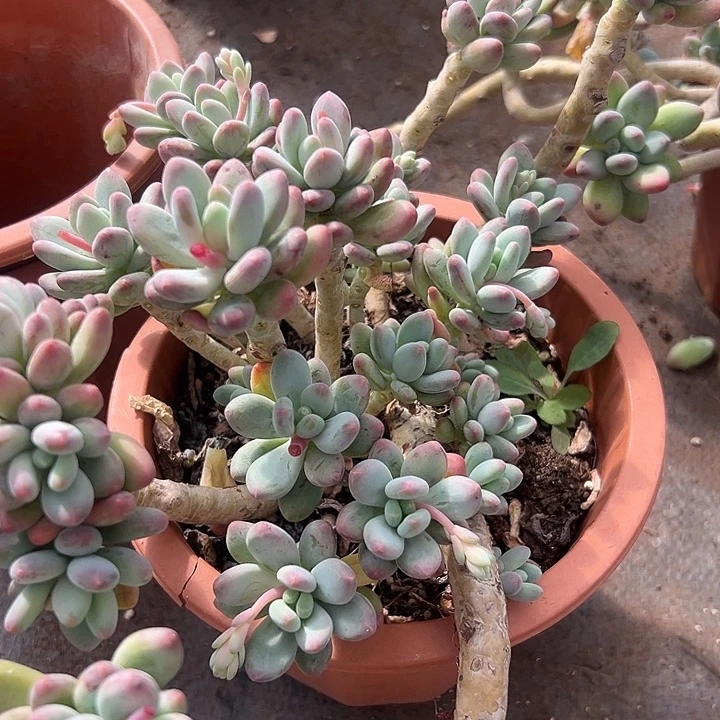 苹果奶。