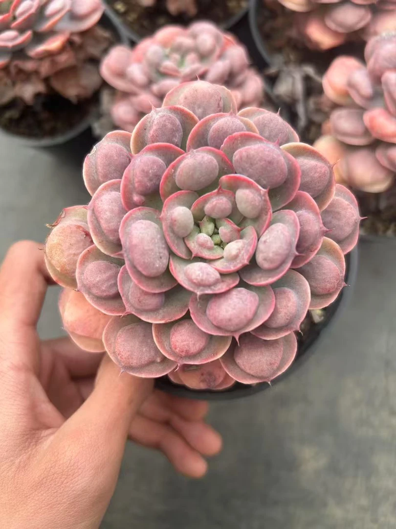 多肉 新品雨滴 单头起 小货 凑单不包邮