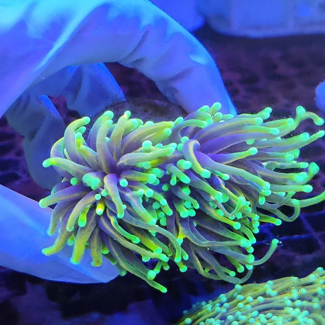 智海珊瑚馆 竞拍链接