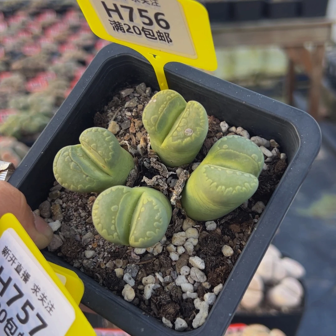 756 生石花大群生大群生