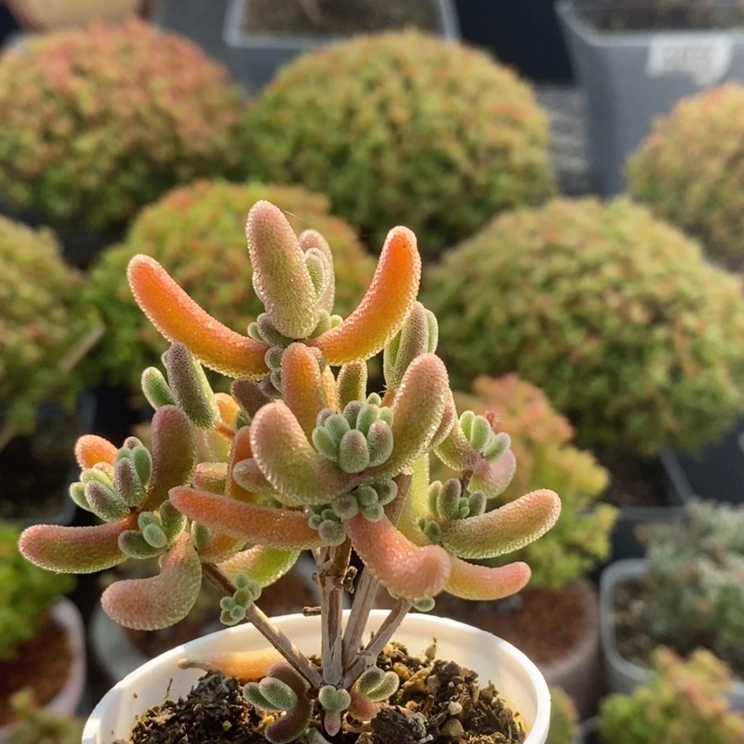 实生琉璃2398枝干番杏