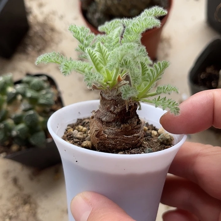 无花朵实生羽叶洋葵