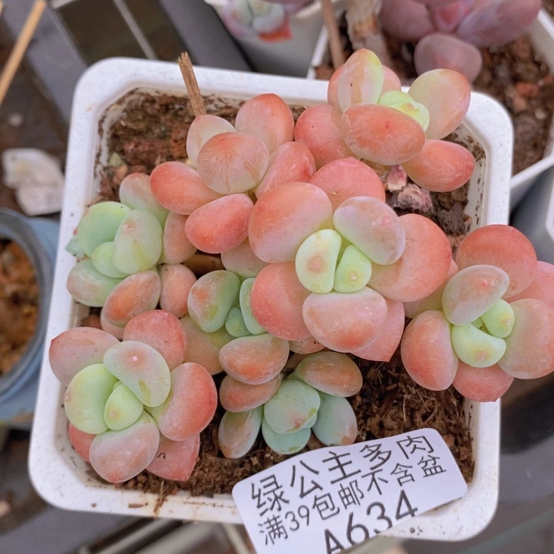 橘子香水洛神8cm634多肉植物