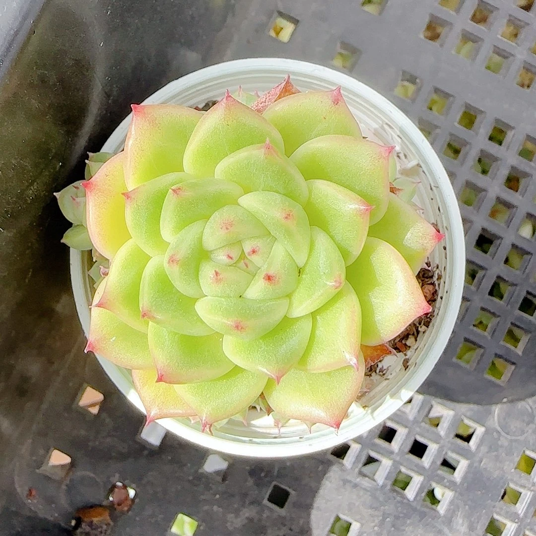 a***y1106-49（m1-249-1）优选