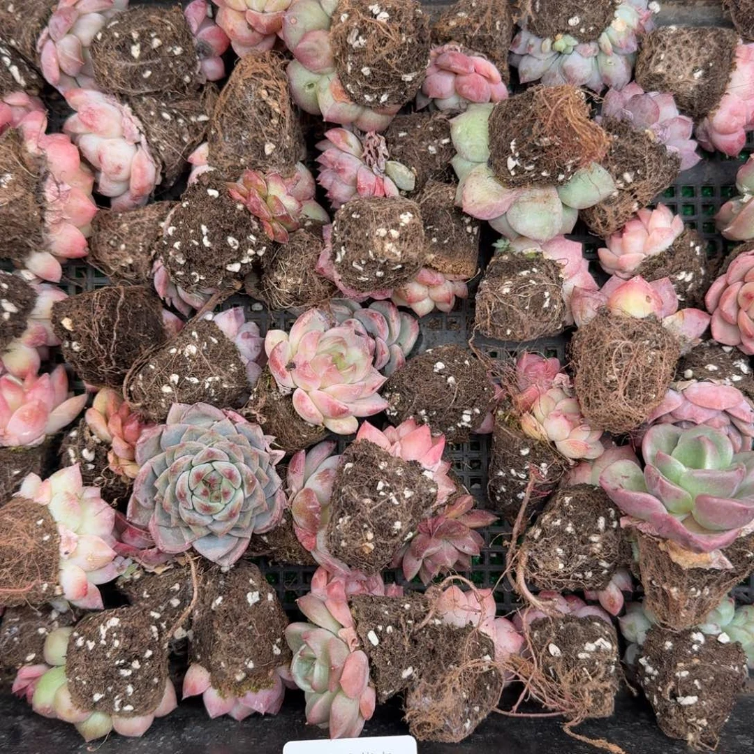 多肉一物一拍13-173