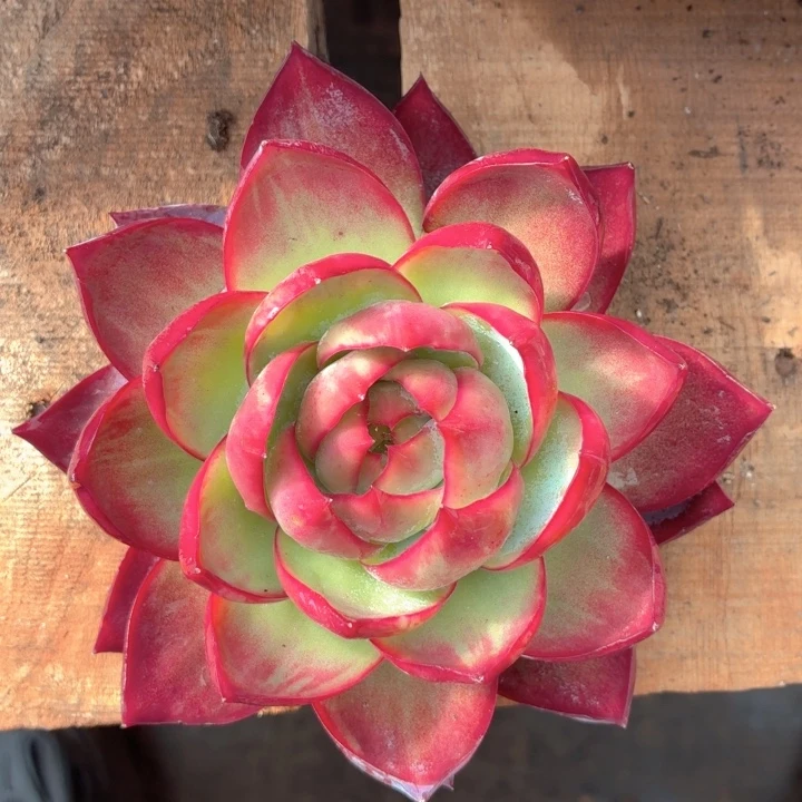 多肉植物 惊鸿仙子-4
