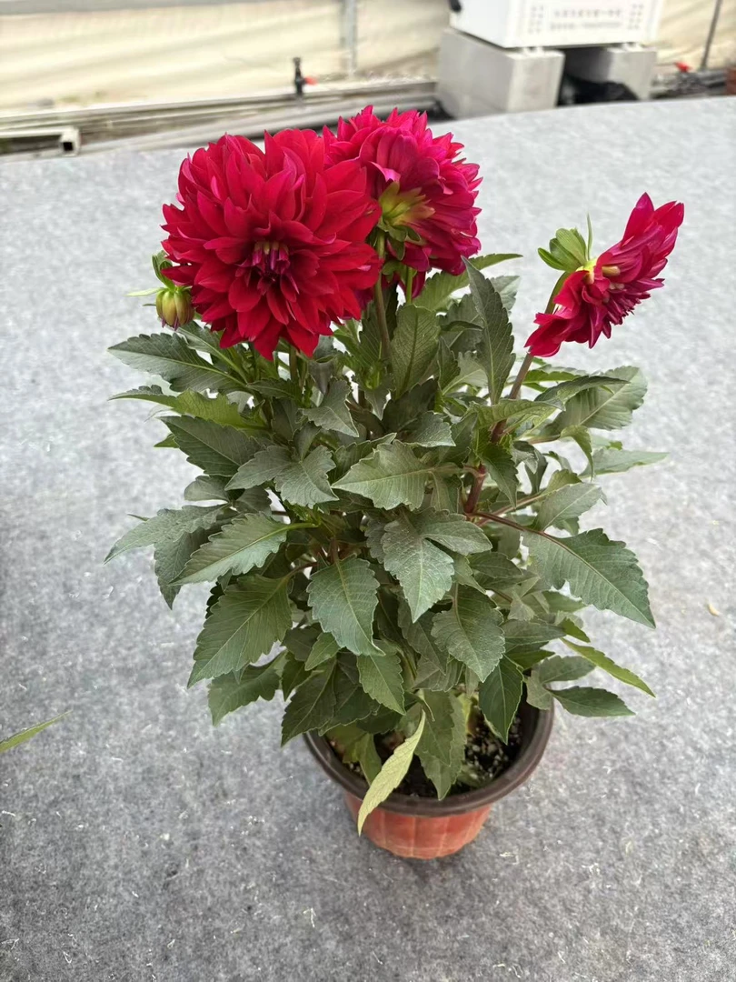 小丽花带花苞花期超长