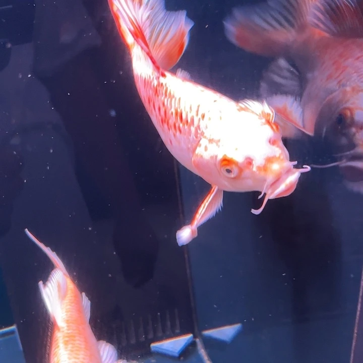 海水鱼61号蝴蝶鲤