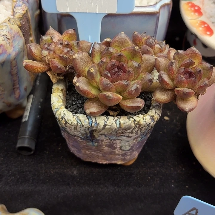 黑水晶多肉植物1号