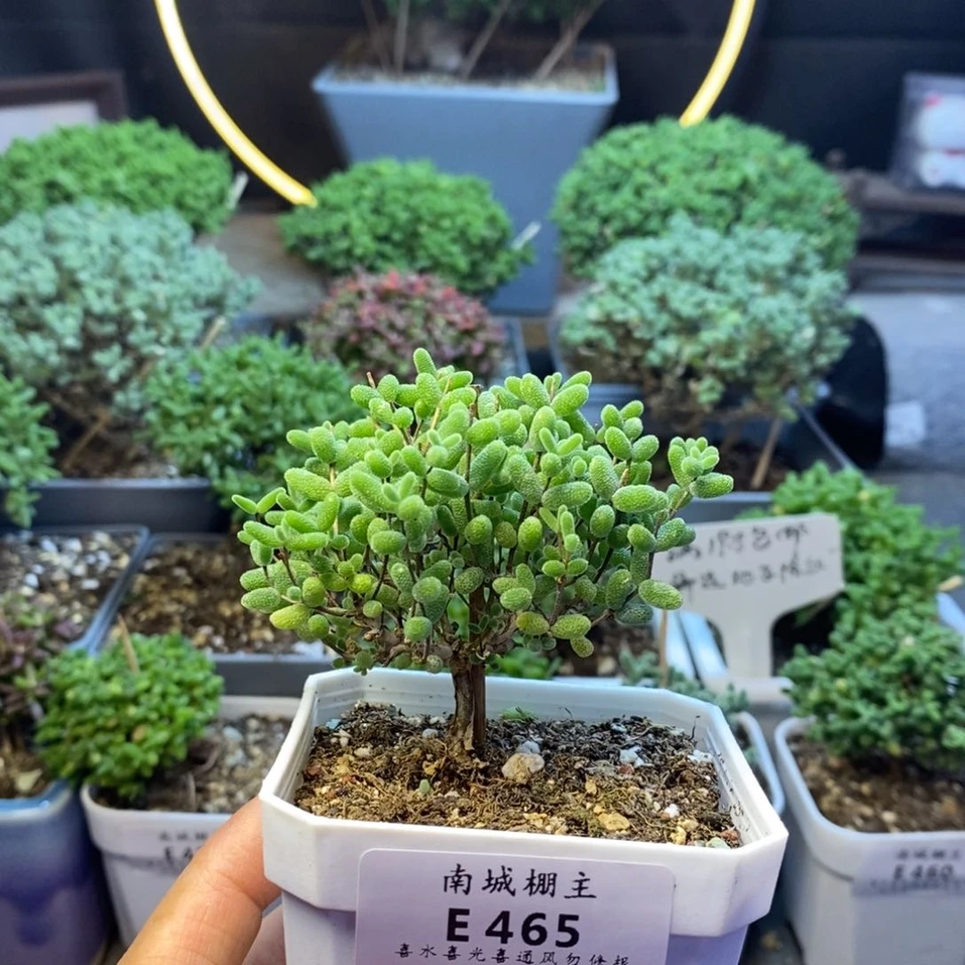 465蜜橘糖球枝干