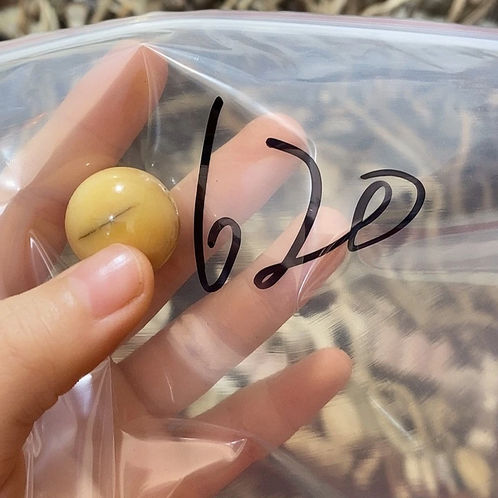 恭***禧无非金属鹿角鹿角鹿角鹿角