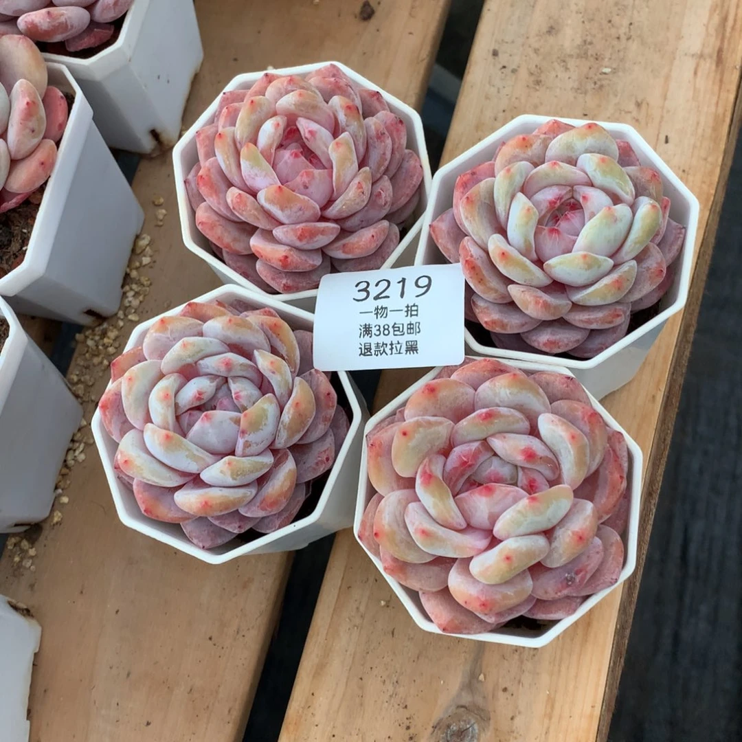 6.5厘米粉星影四颗3219