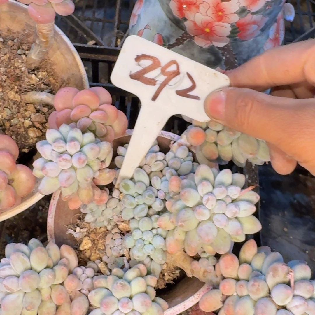 多肉植物的生长发育和生长