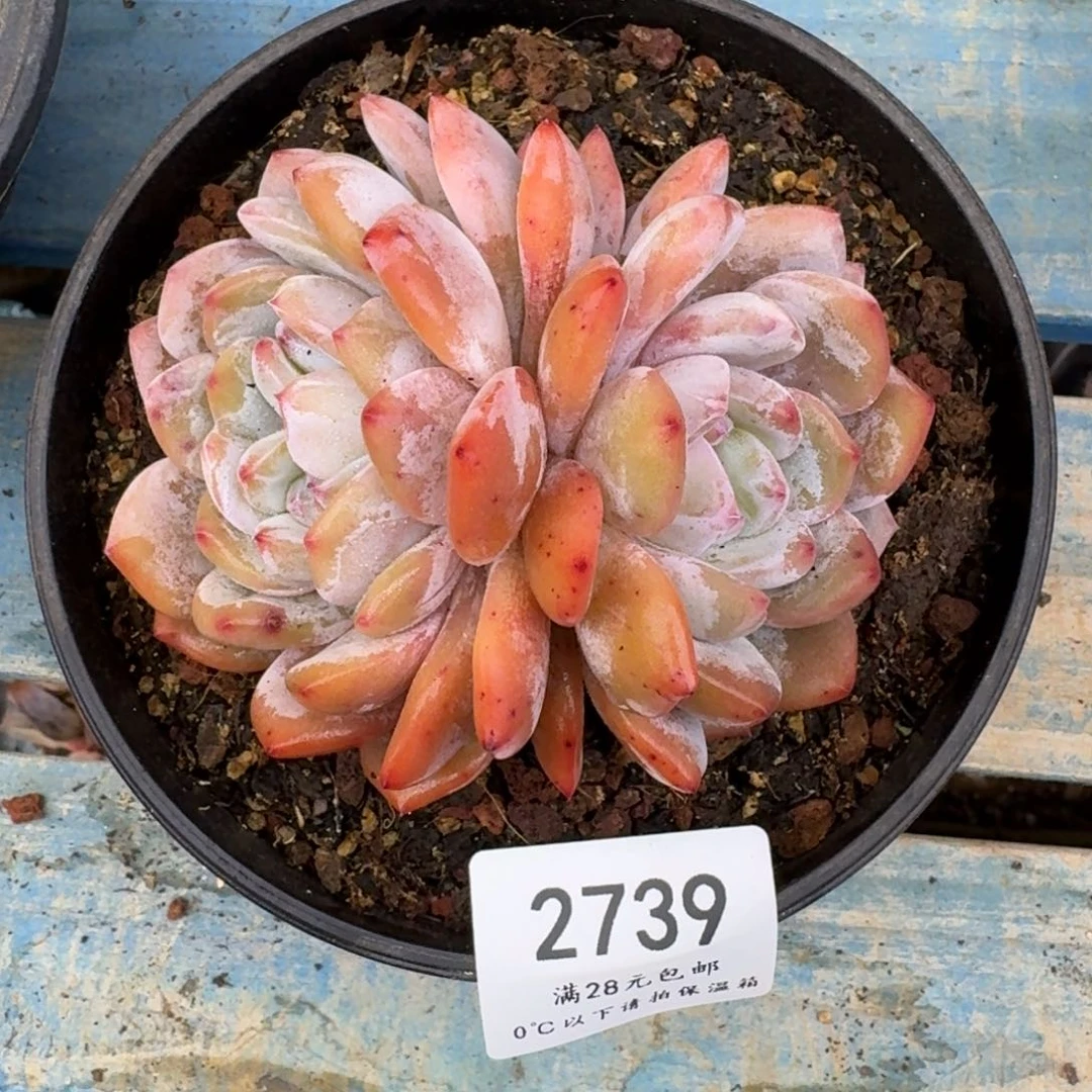 大***铃2739星影10cm左右