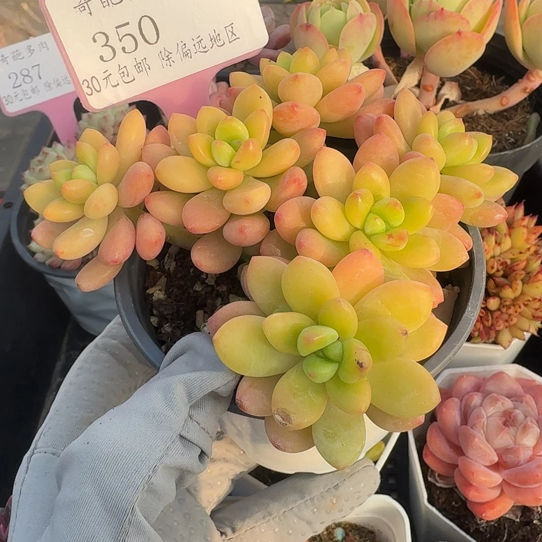 350 脱土 群生不包整 30元包邮非偏远