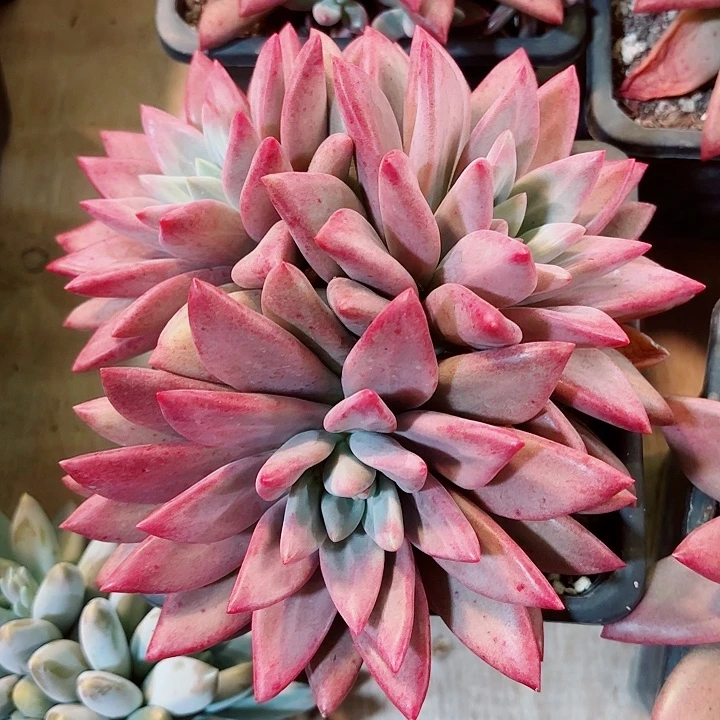 知音三头精品多肉盆栽