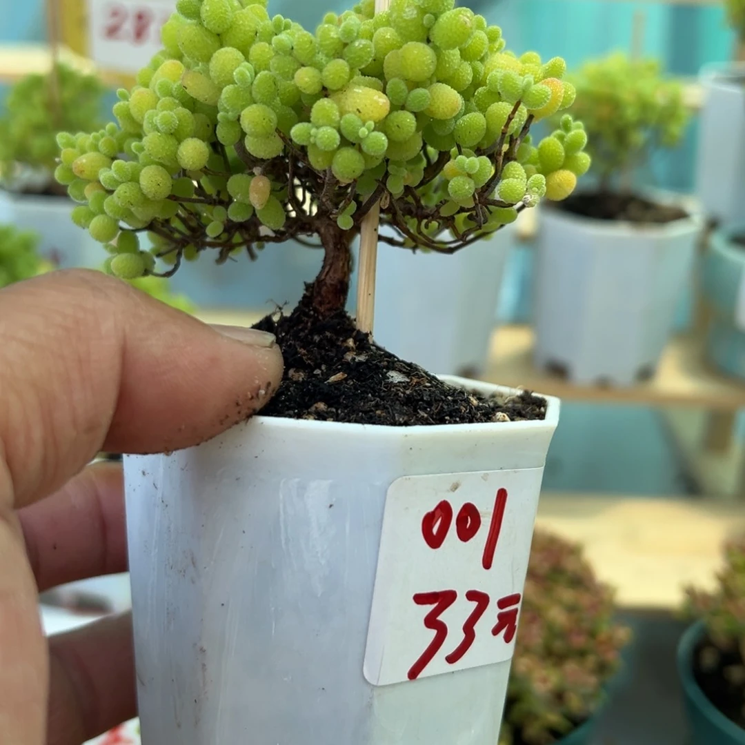 001号金橘带盆带土发