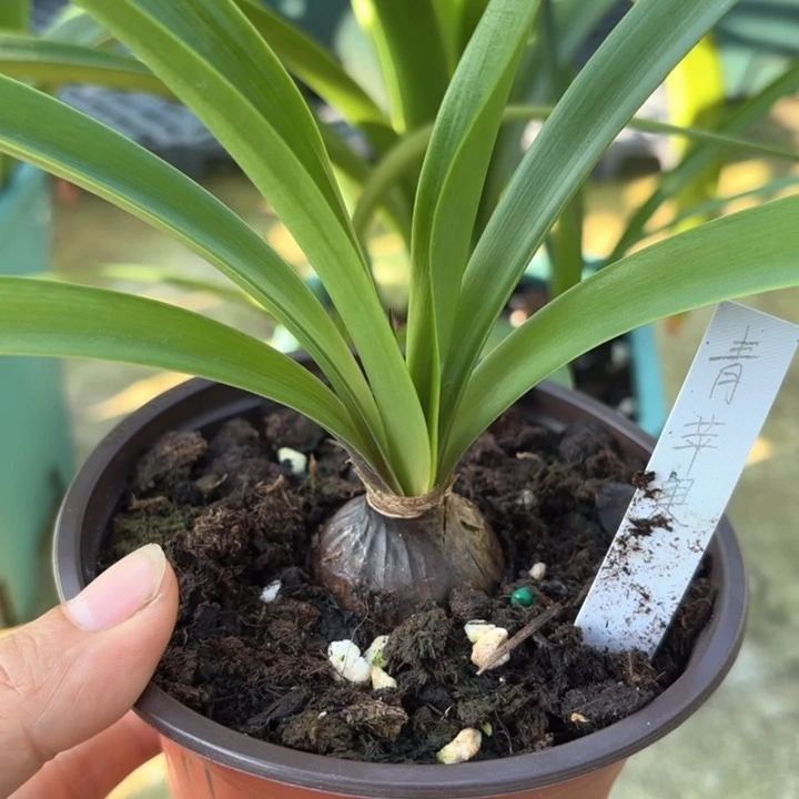 无花朵青苹果朱顶红3+