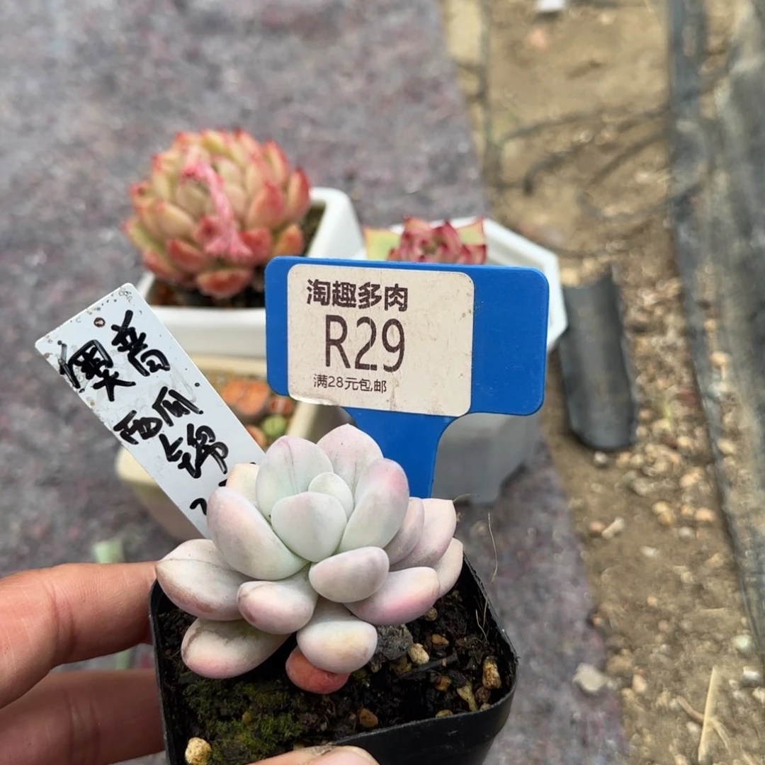 多肉植物奥普琳娜西瓜井