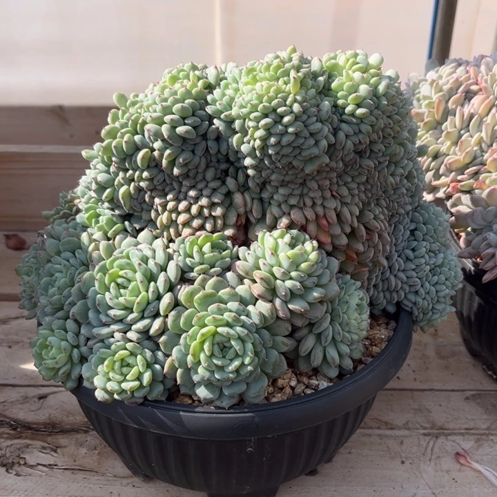 白胖子多肉植物351