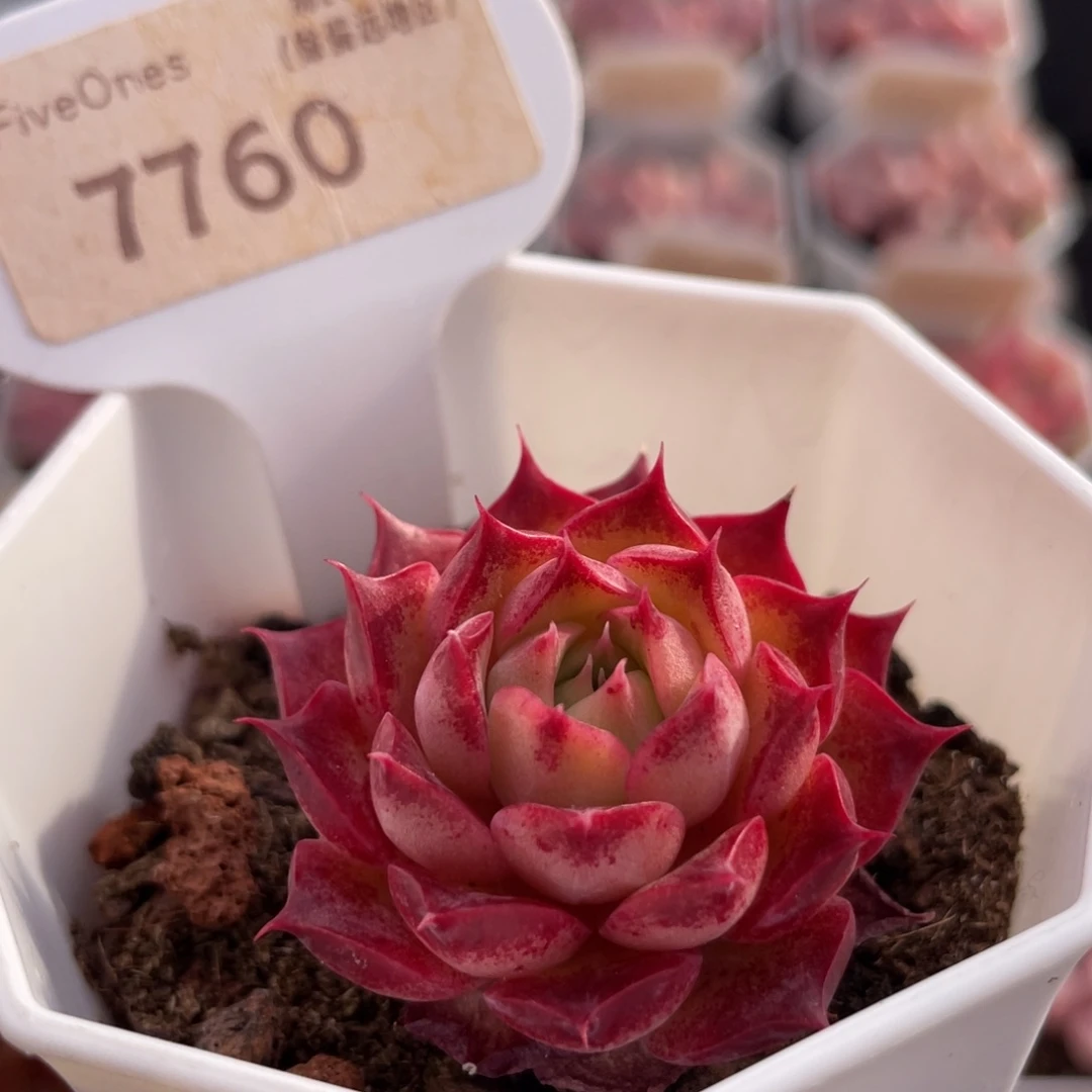 小海螺7760-4.0厘米