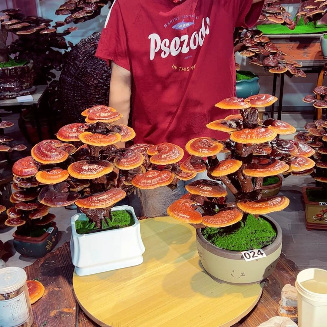 无花朵灵芝灵芝富贵花