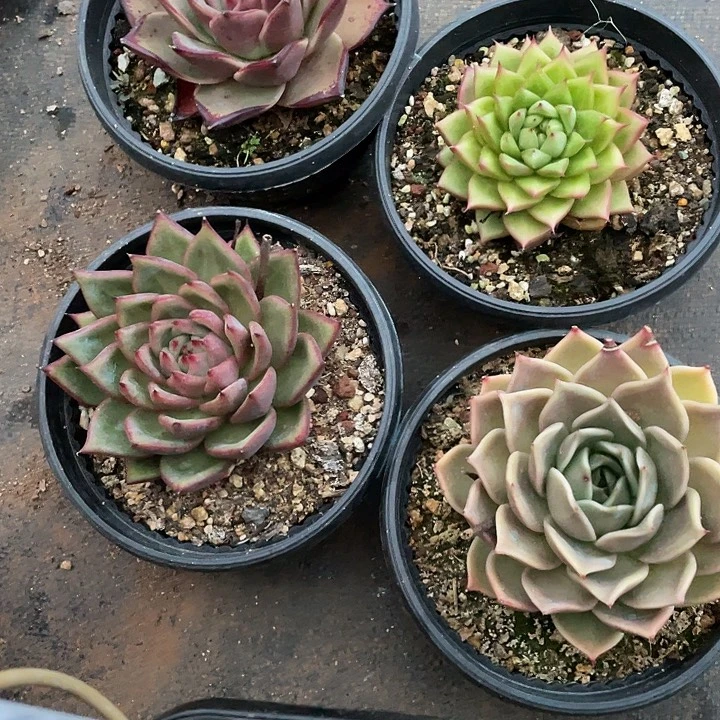 若如东云单拍D476