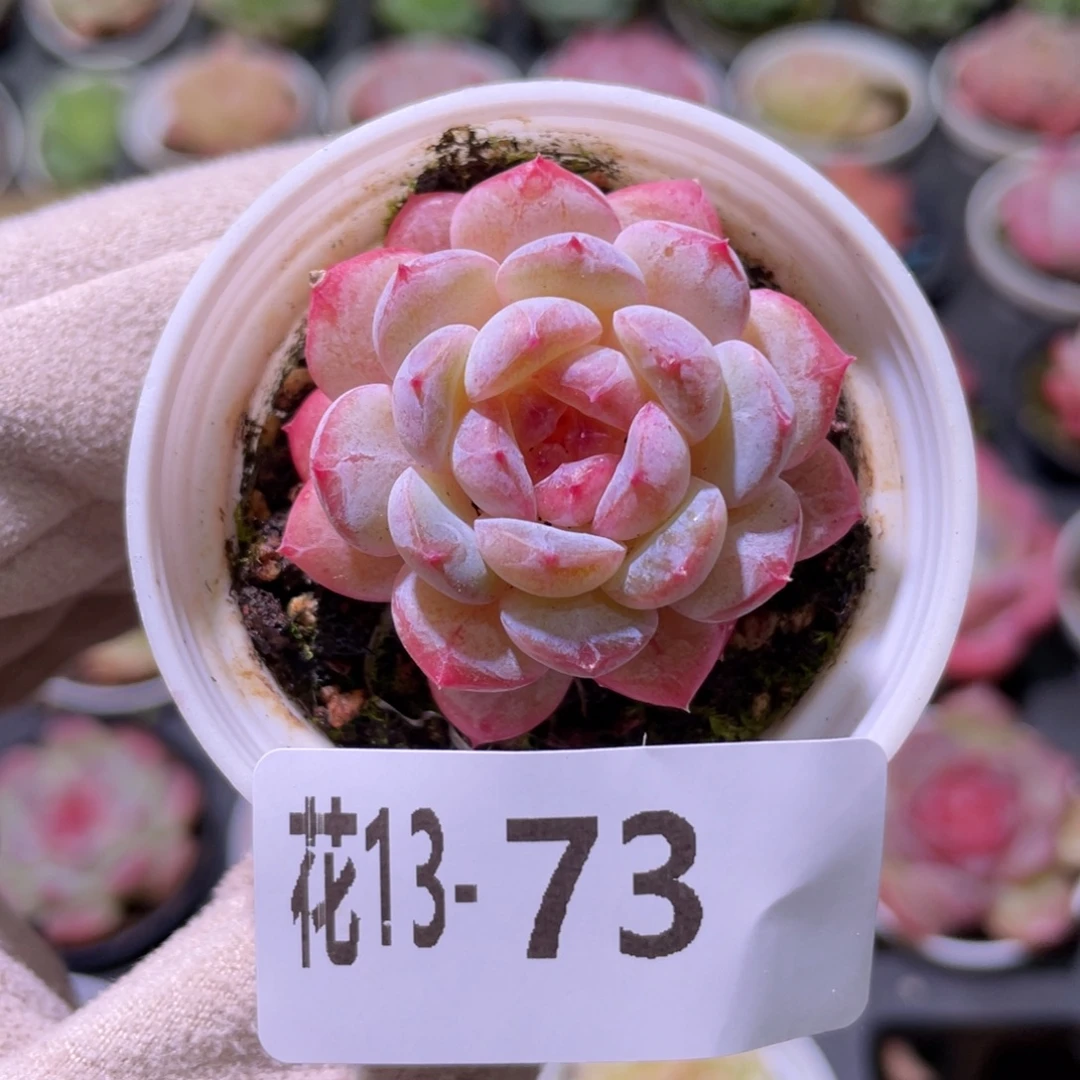 花利美13-73雪颜玉