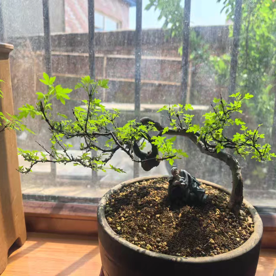 黄荆盆景诚信经营祝您发财