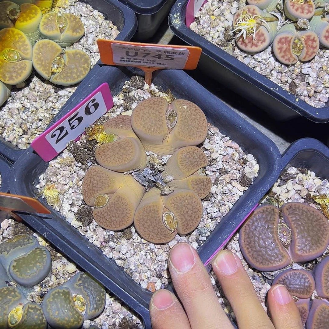 745 一物一拍，默认有伤，介意勿拍，不退不换