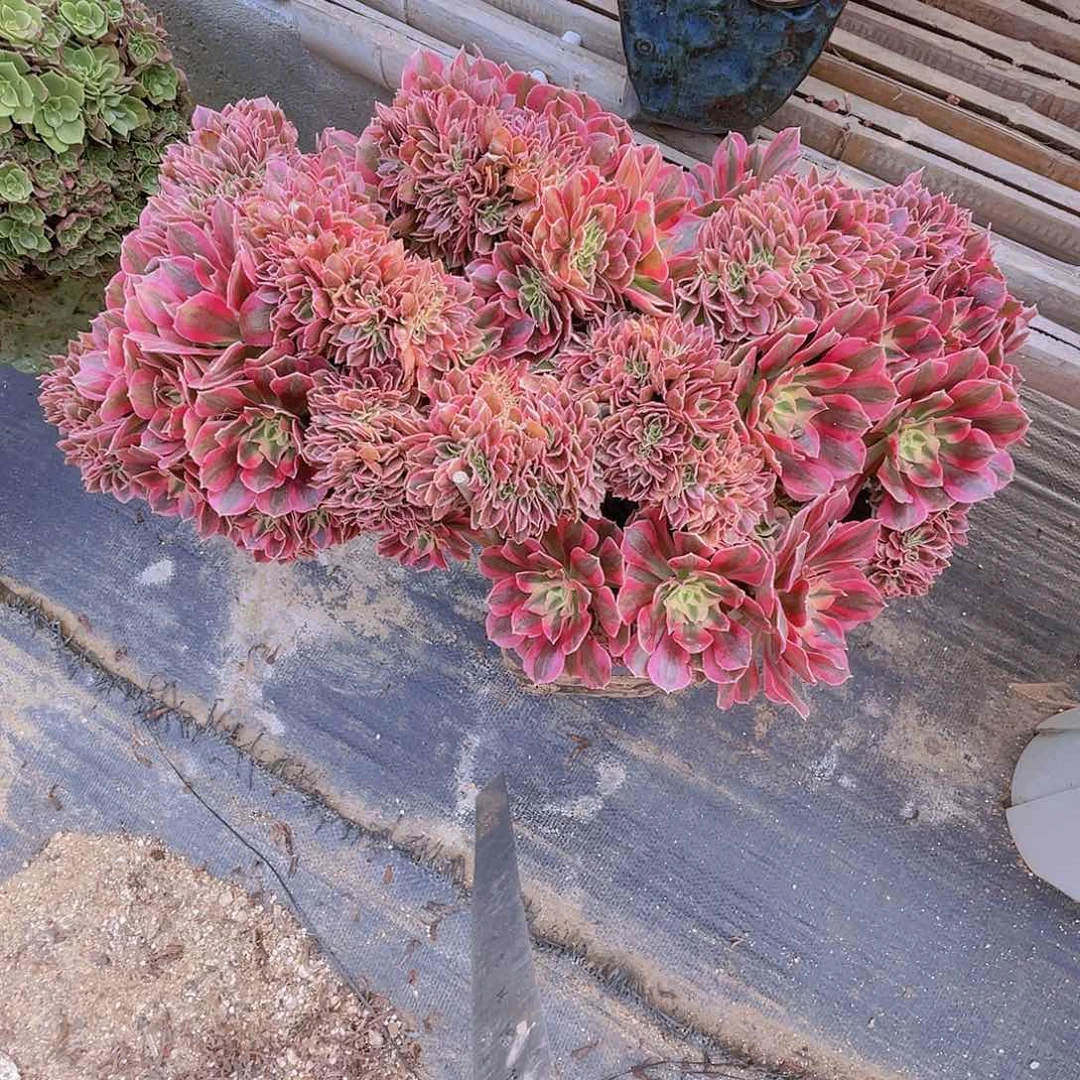 【闪购商品】无花朵粉女巫