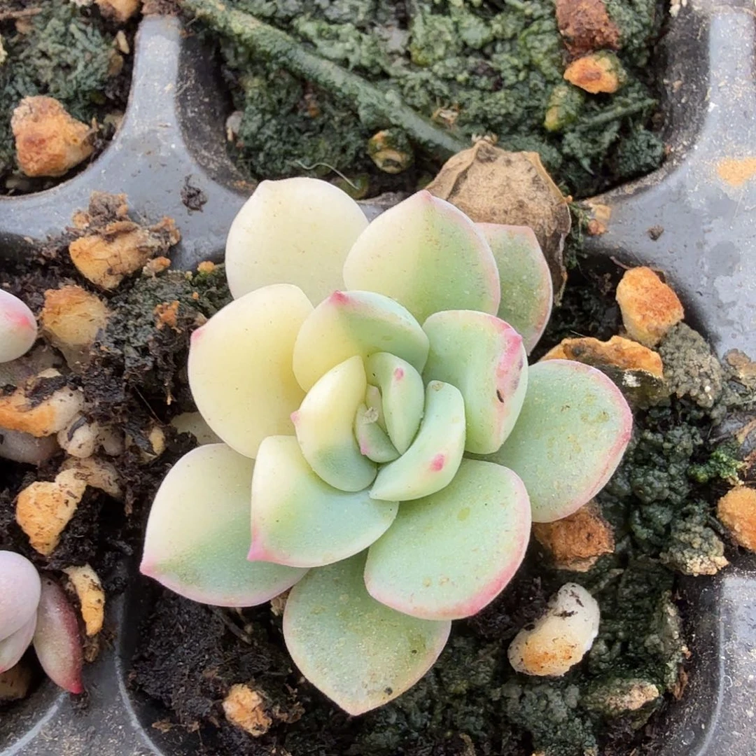 雨燕座锦,多肉植物
