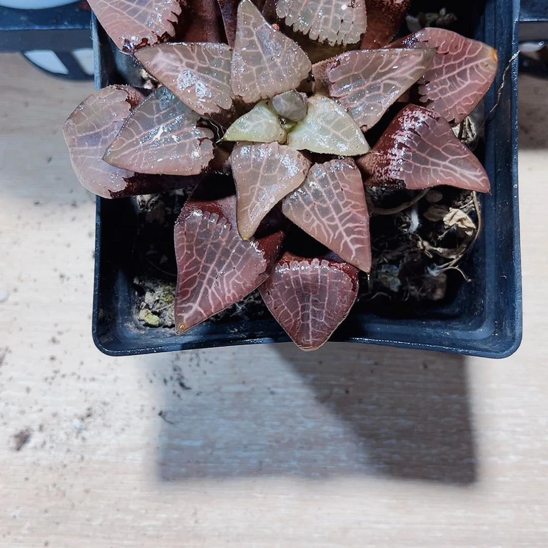 特价处理寿系列的