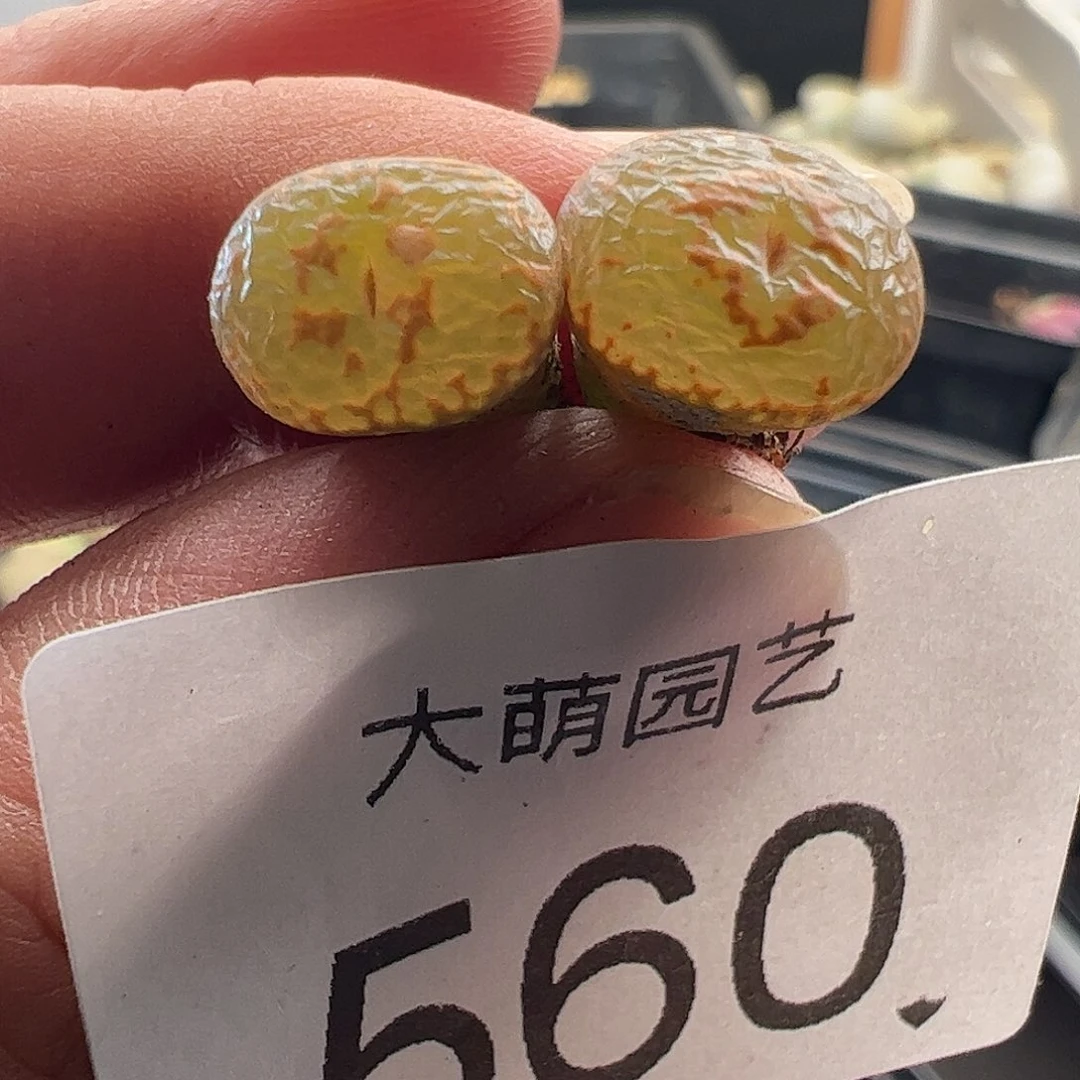 一物一拍。      560