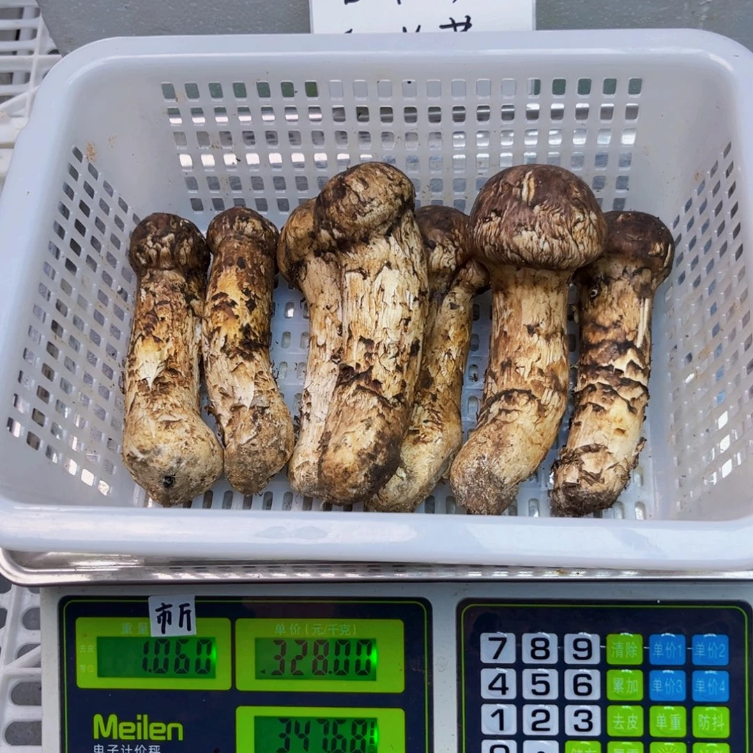 松口蘑中国大陆13cm以上的大货