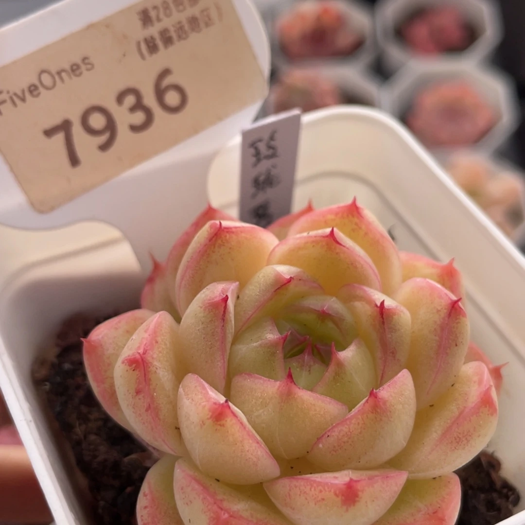 玲珑珍妮7936-5.0厘米