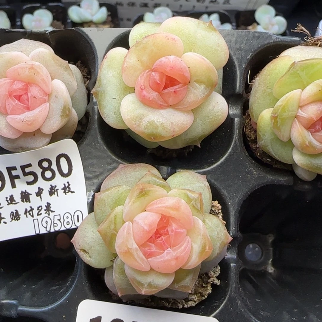 【满29包邮非偏远】581两颗