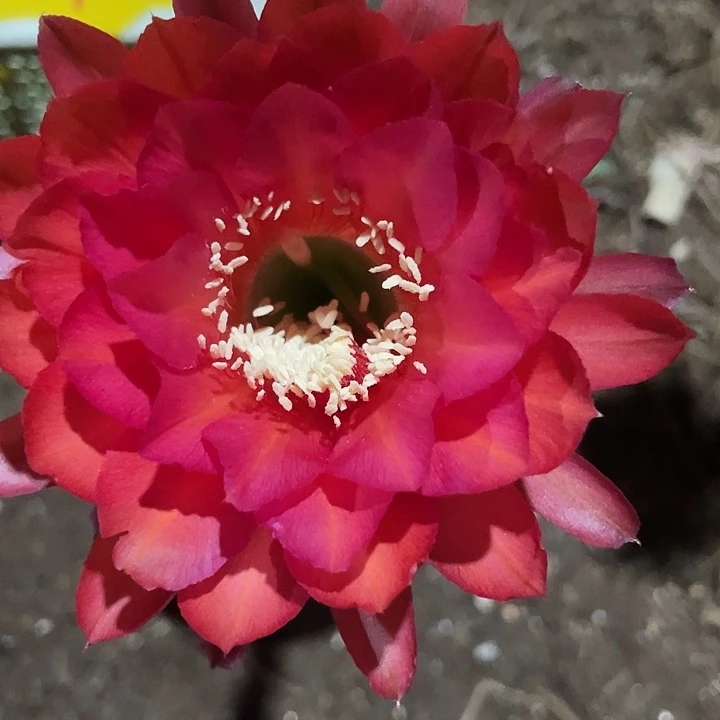 96号摘花脱土发货