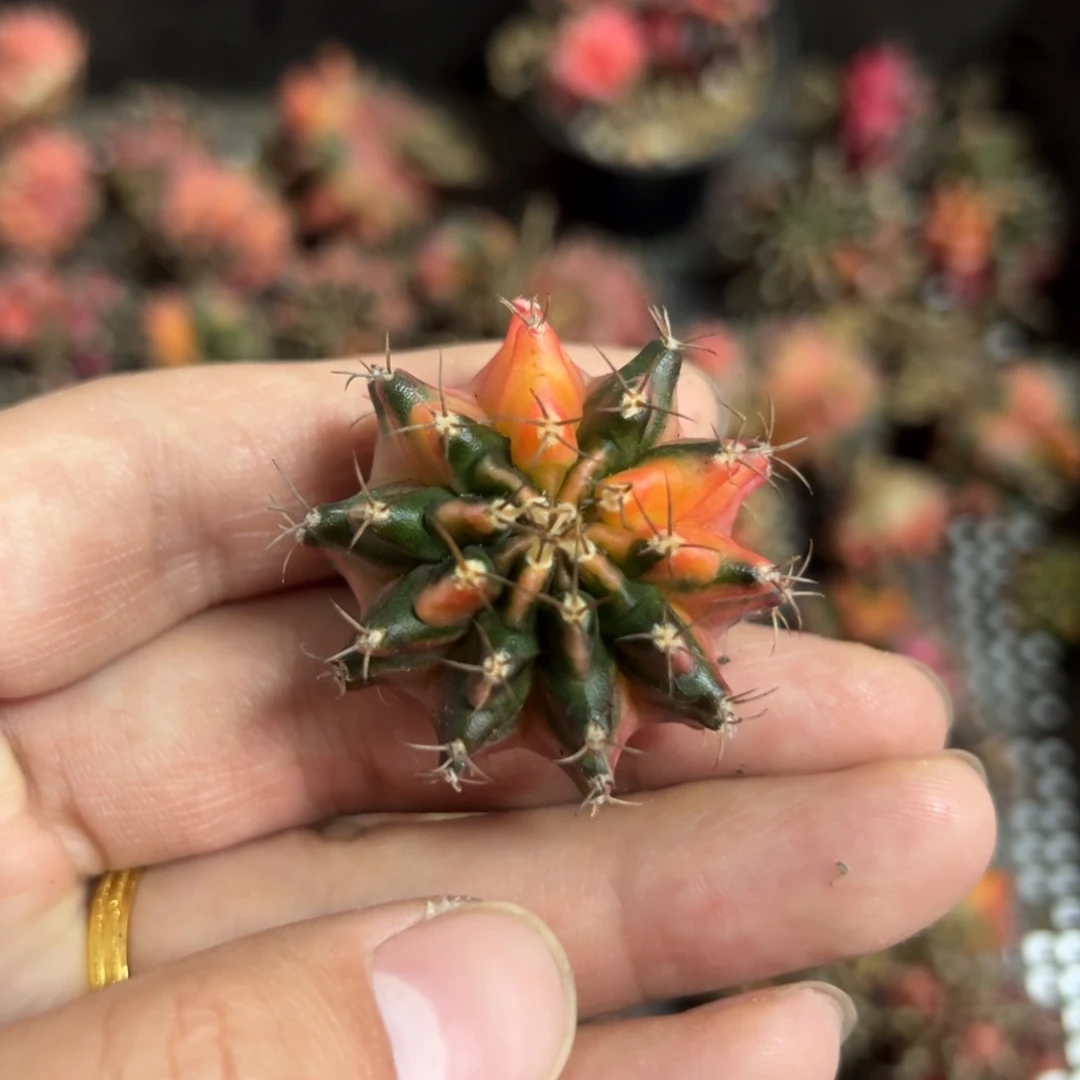 名品侧芽自根脱土发货35