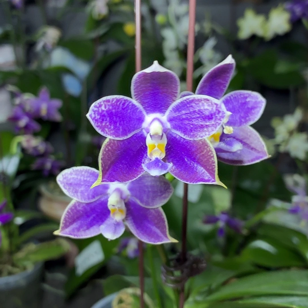 当前无花朵，栽培后可花朵A1525yss1230