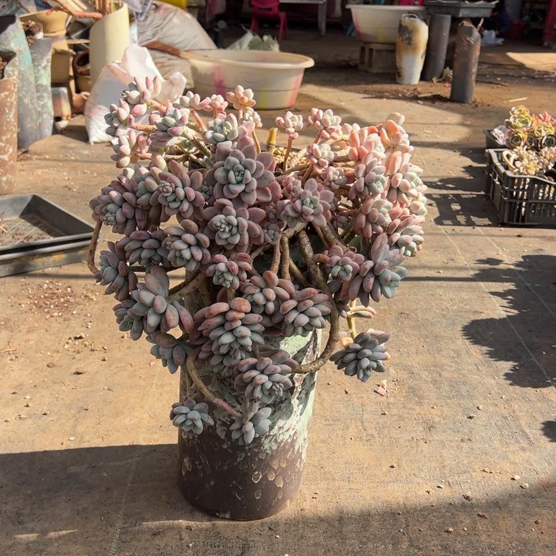 精品红洛神妖桩加盆