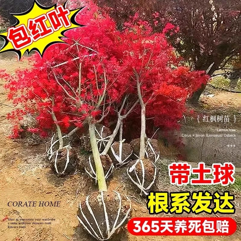 红枫树苗日本红枫红舞姬中国红枫庭院别墅绿化四季盆栽工程苗