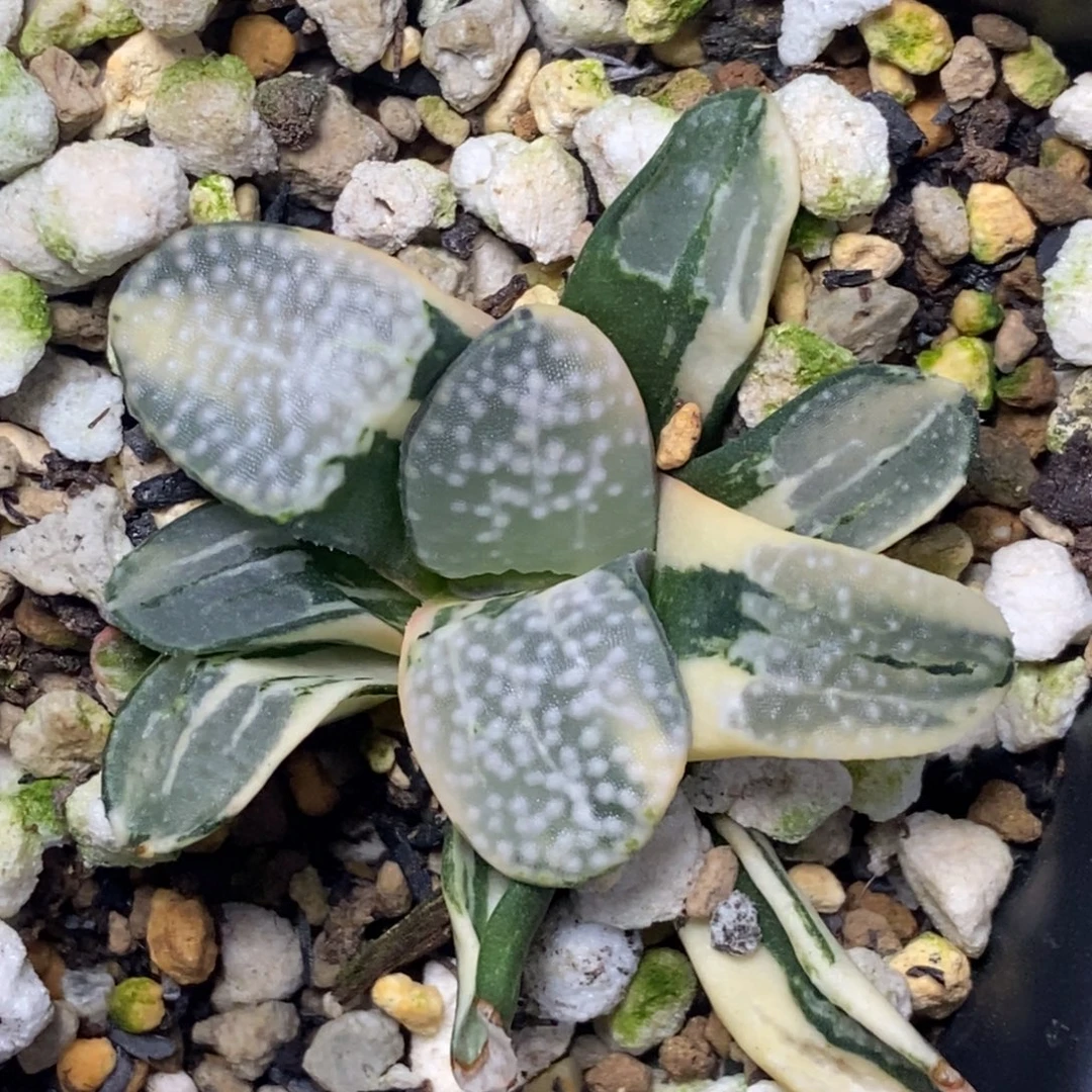 极上斑点点锦一物一拍