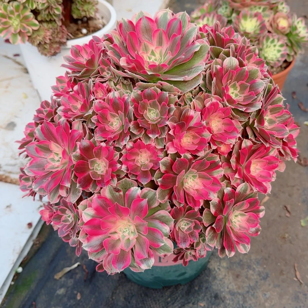 流***沙花样年华，多肉植物生长速度