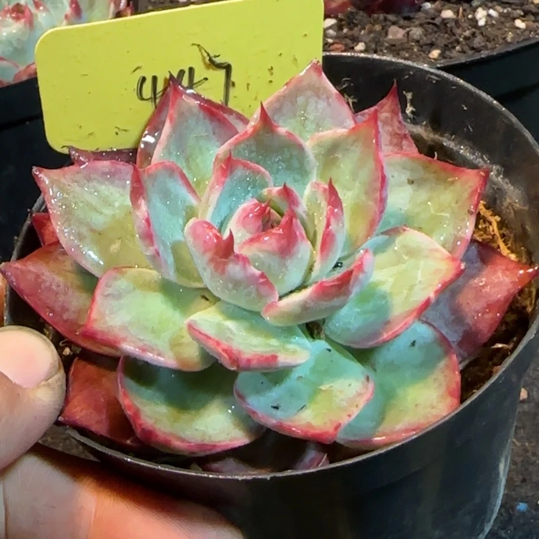 惊鸿一物一拍包装收缩花旱447