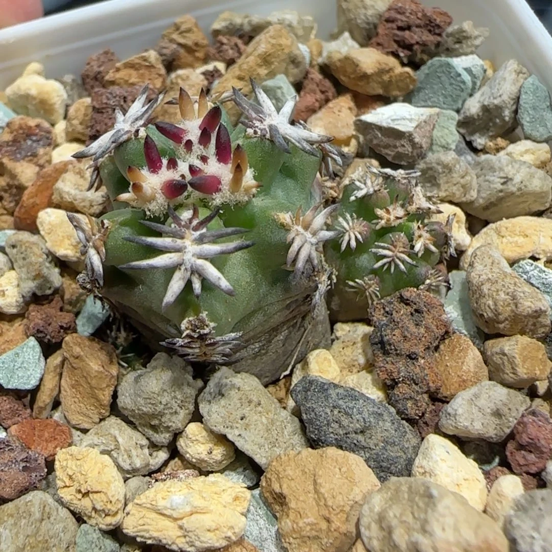 021实生短豪刺青花虾多肉