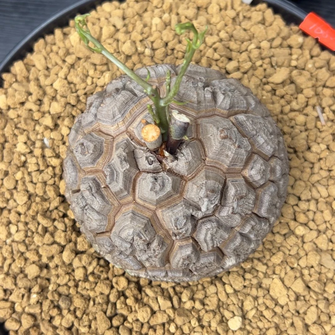 精品盆栽养定的龟甲龙7号